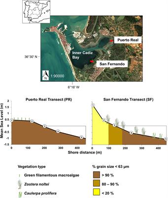 Microbenthic Net Metabolism Along Intertidal Gradients (Cadiz Bay, SW Spain): Spatio-Temporal Patterns and Environmental Factors